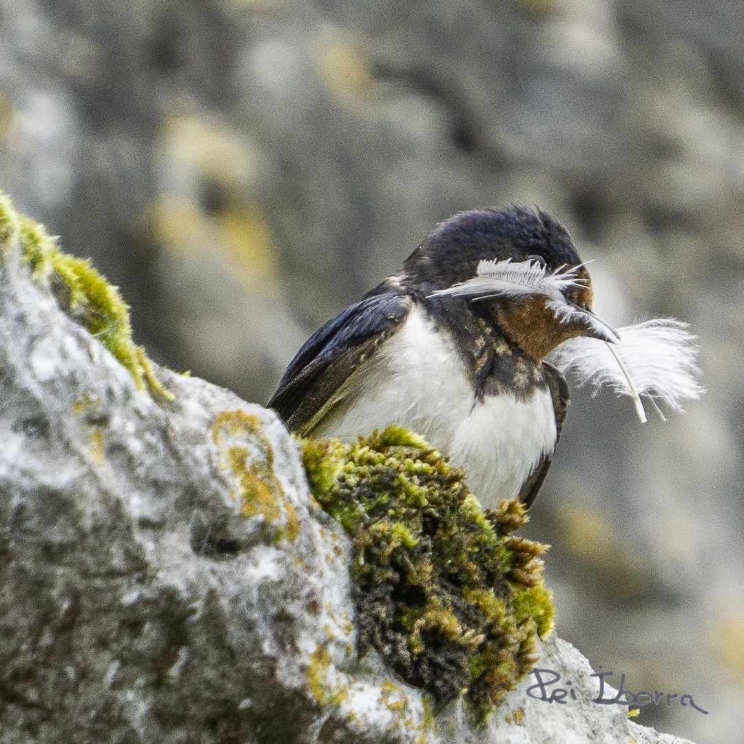 Oreneta (Hirundo rustica)