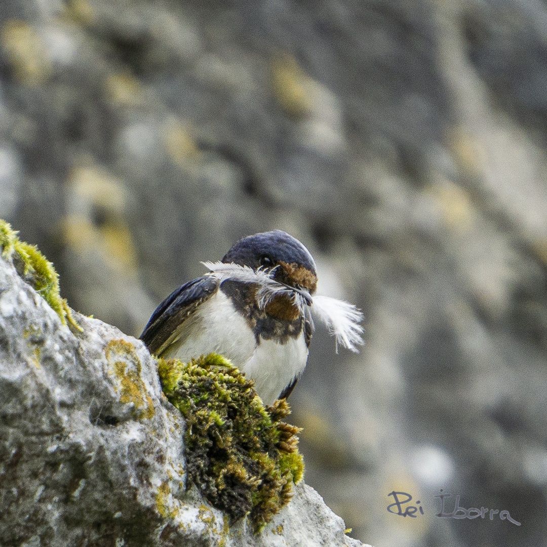 Oreneta (Hirundo rustica)