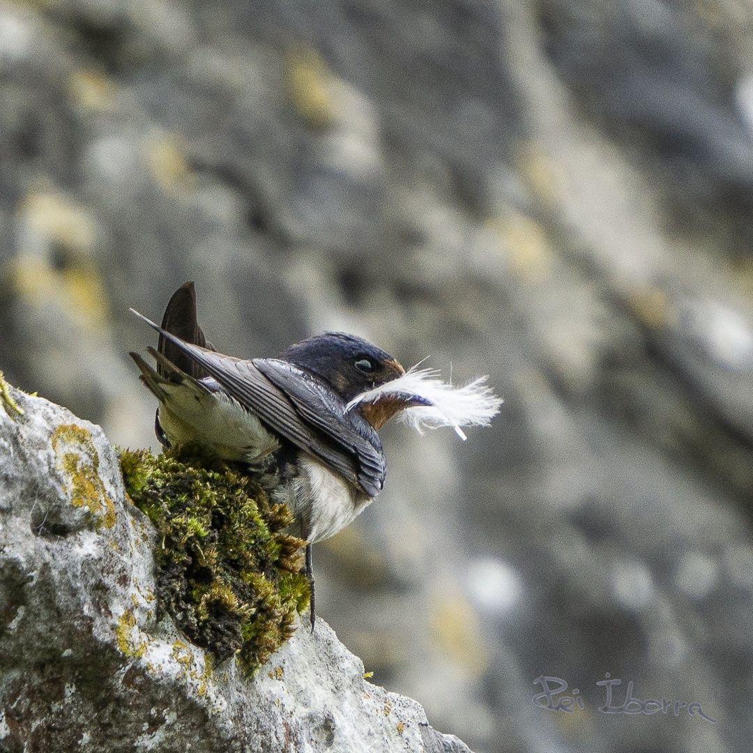 Oreneta (Hirundo rustica)