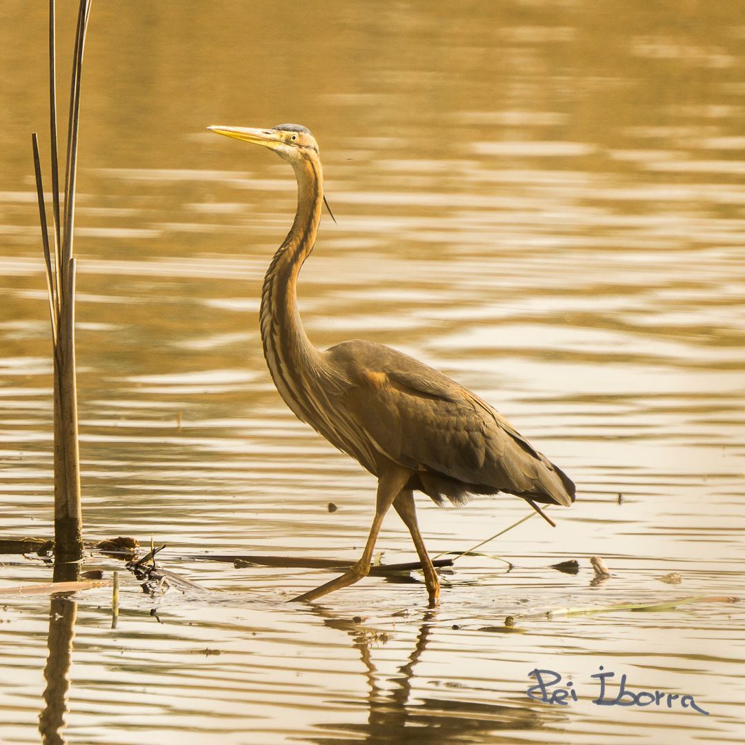 Agró Roig (Ardea purpurea)