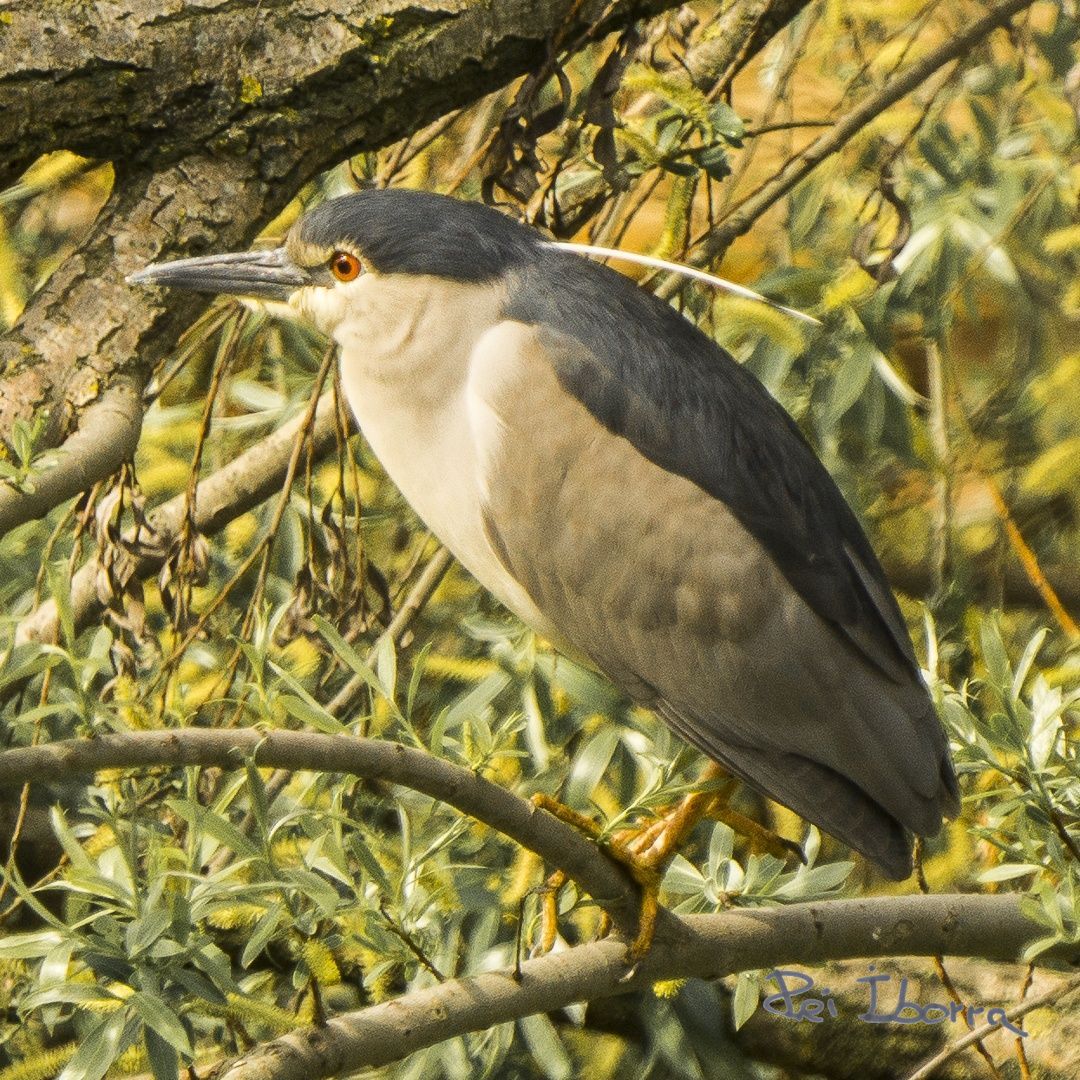 Martinet de nit (Nycticorax Nycticorax)