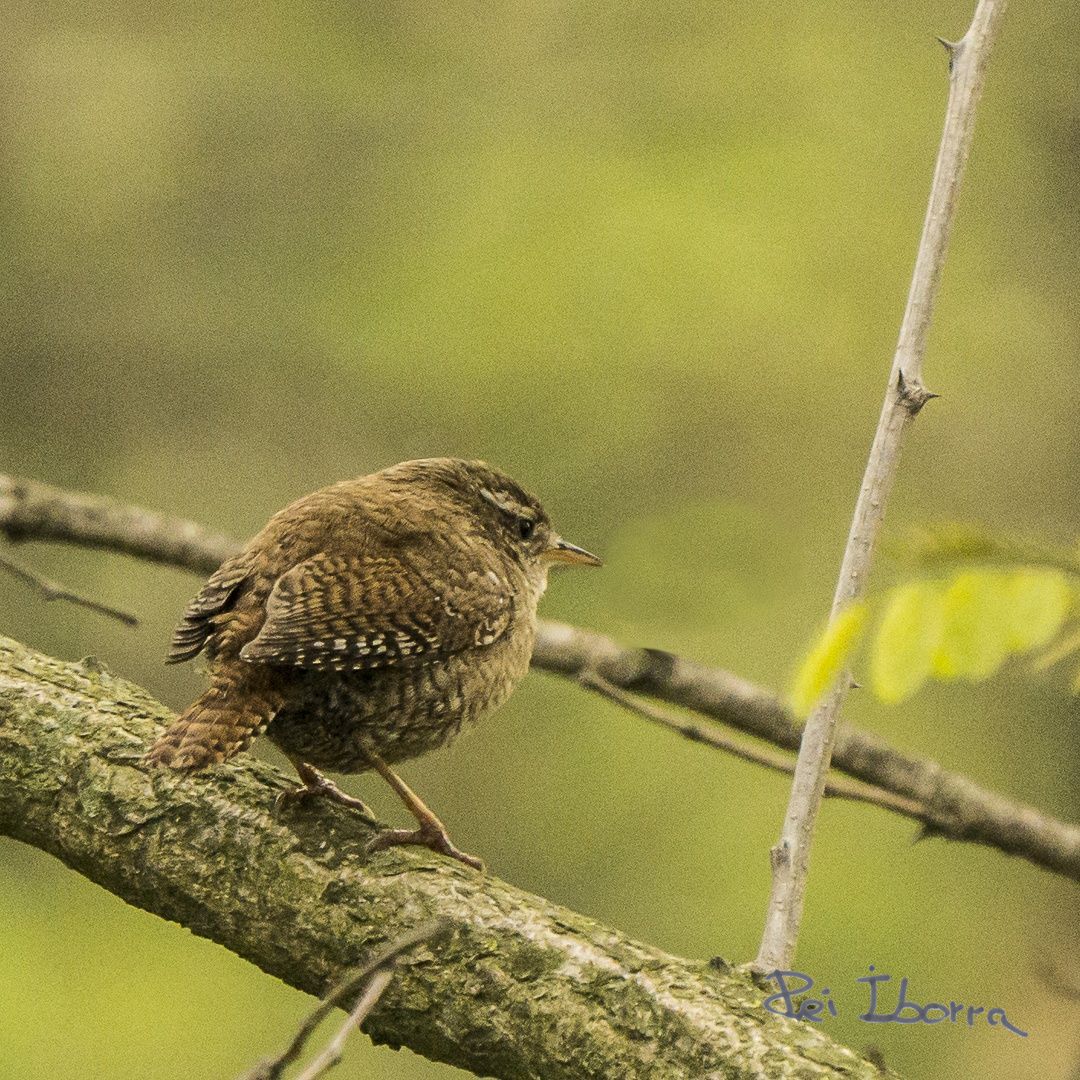 Cargolet (Troglodytes troglodytes)