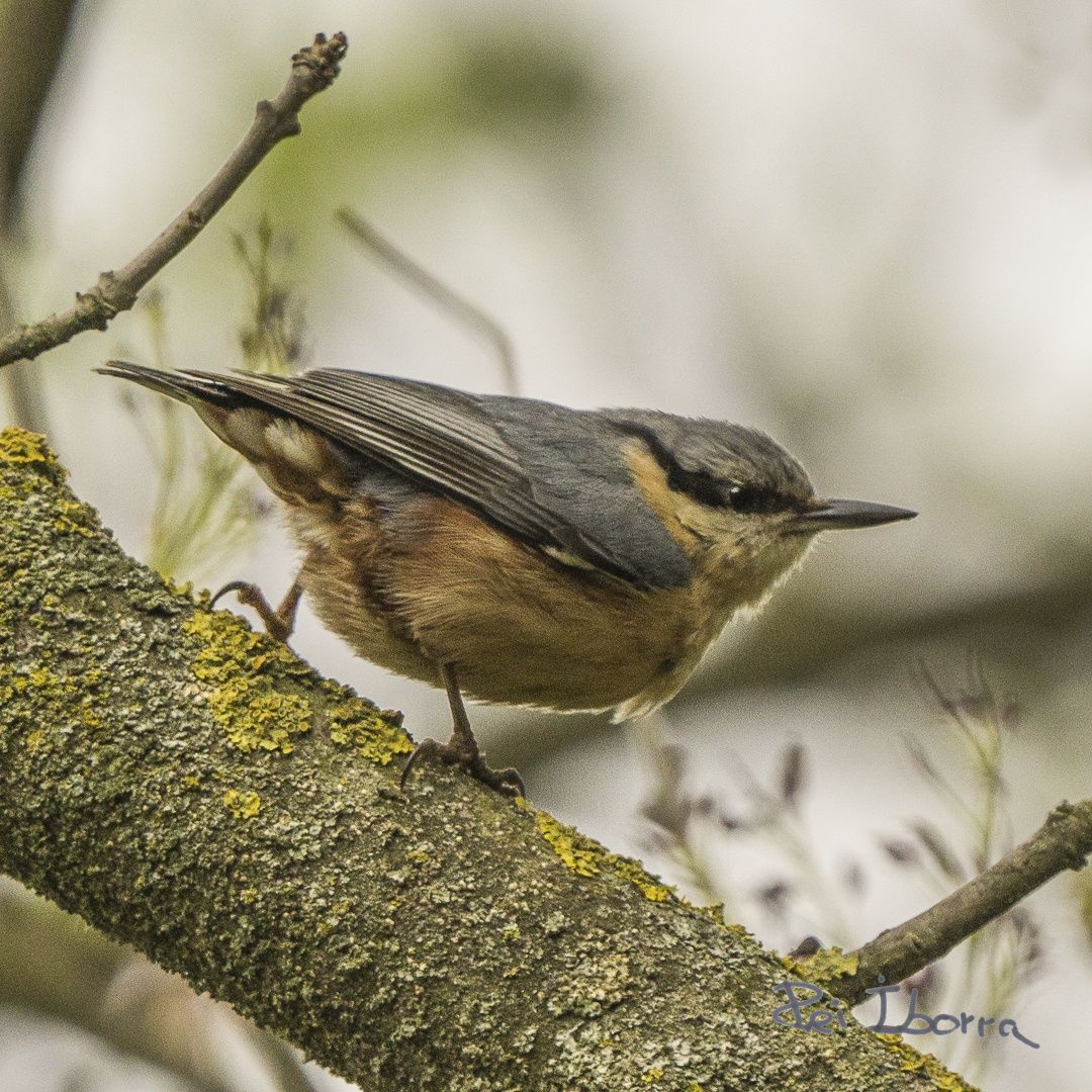 Pica soques (Sitta europaea)