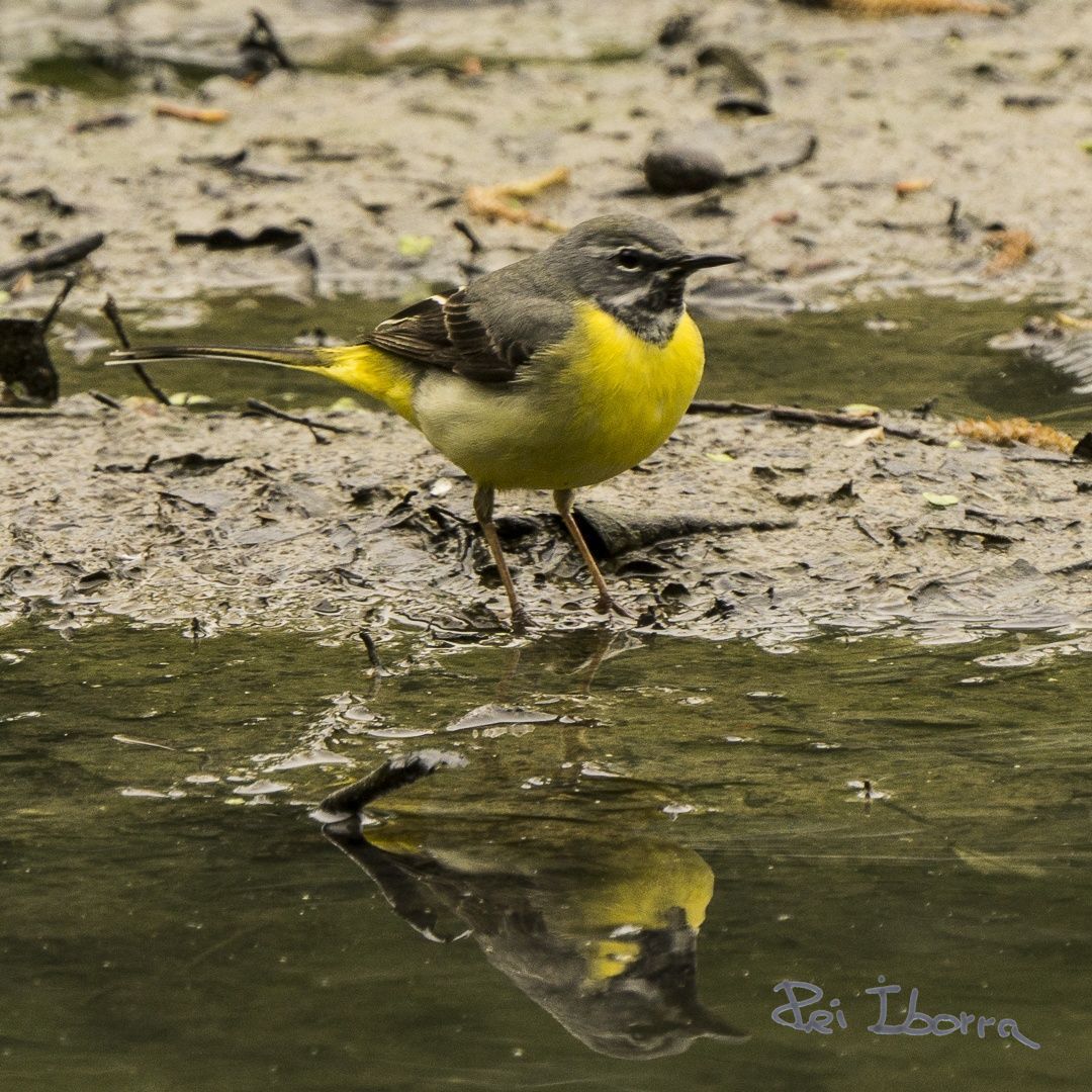 Cuereta torrentera (Motacilla cinerea)