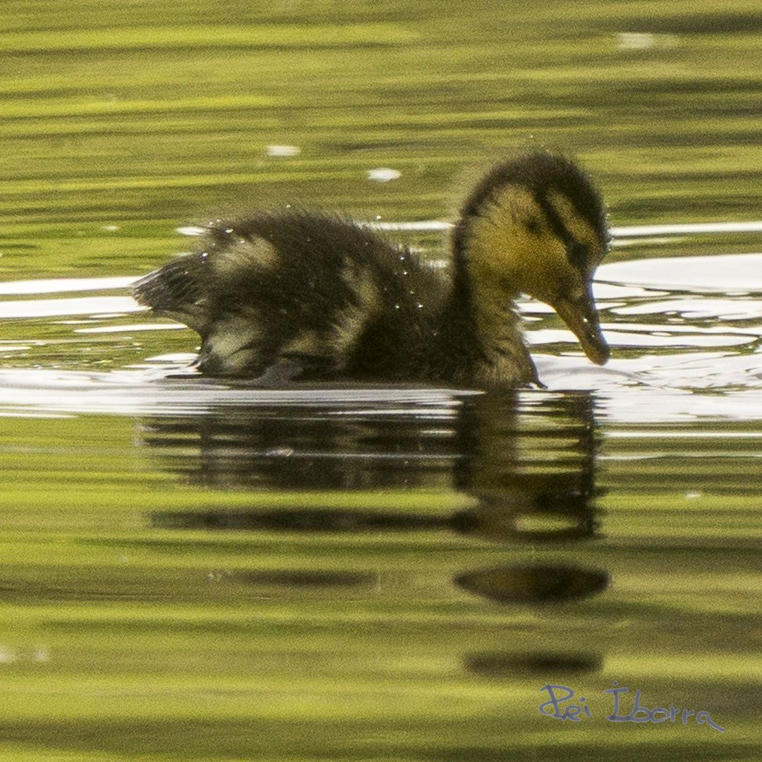 Ànec Collverd (Anas platyrhynchos)