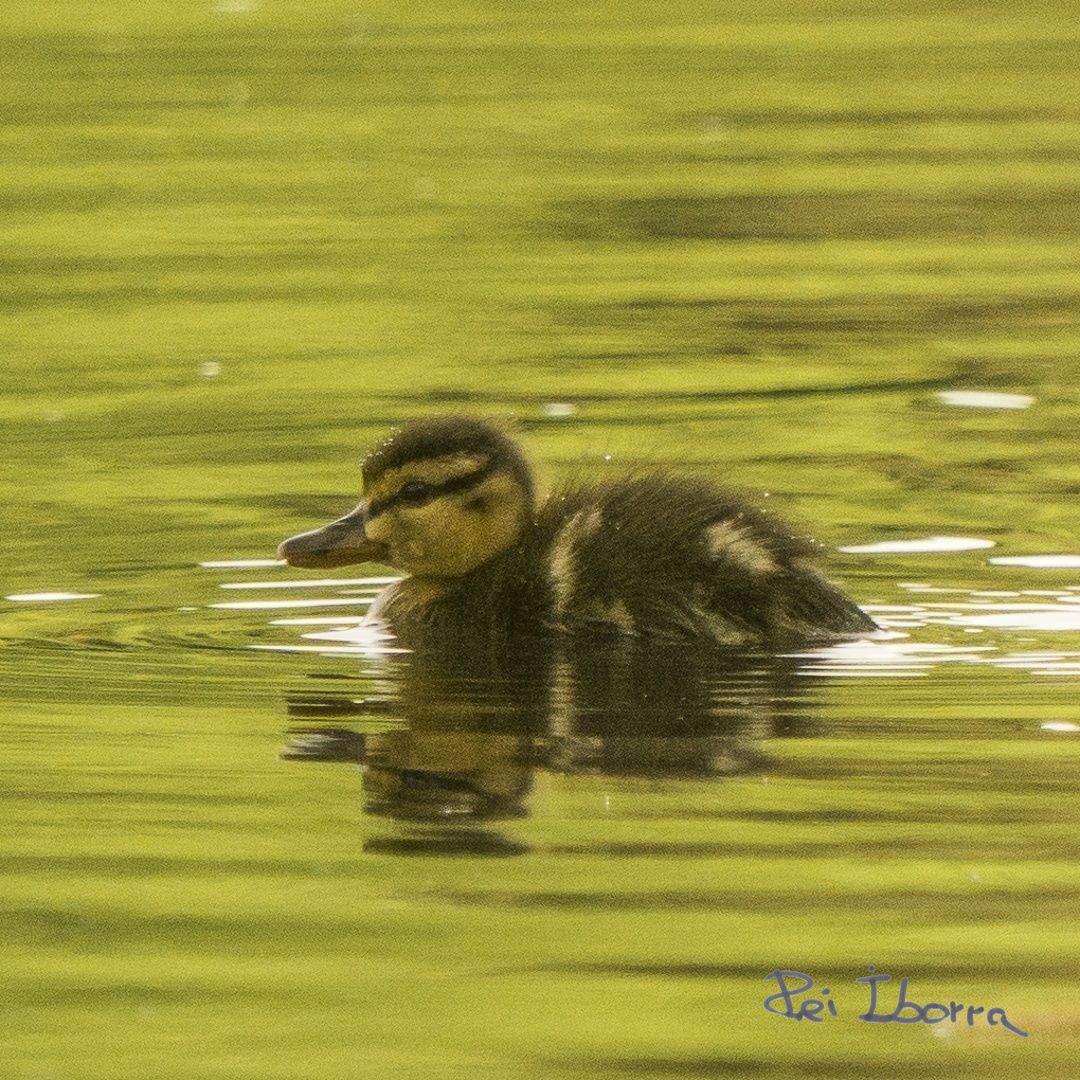 Ànec Collverd (Anas platyrhynchos)