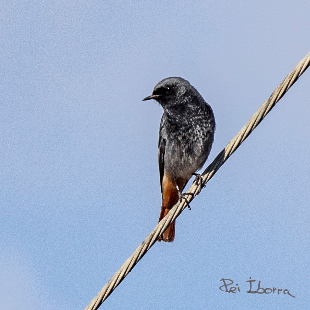 Cotxa fumada (Phoenicurus ochruros)