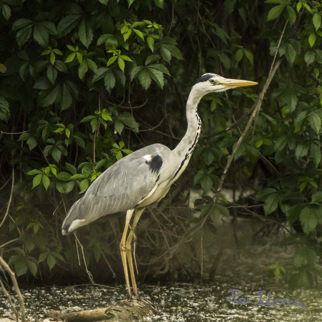 Bernat pescaire (Ardea cinerea)