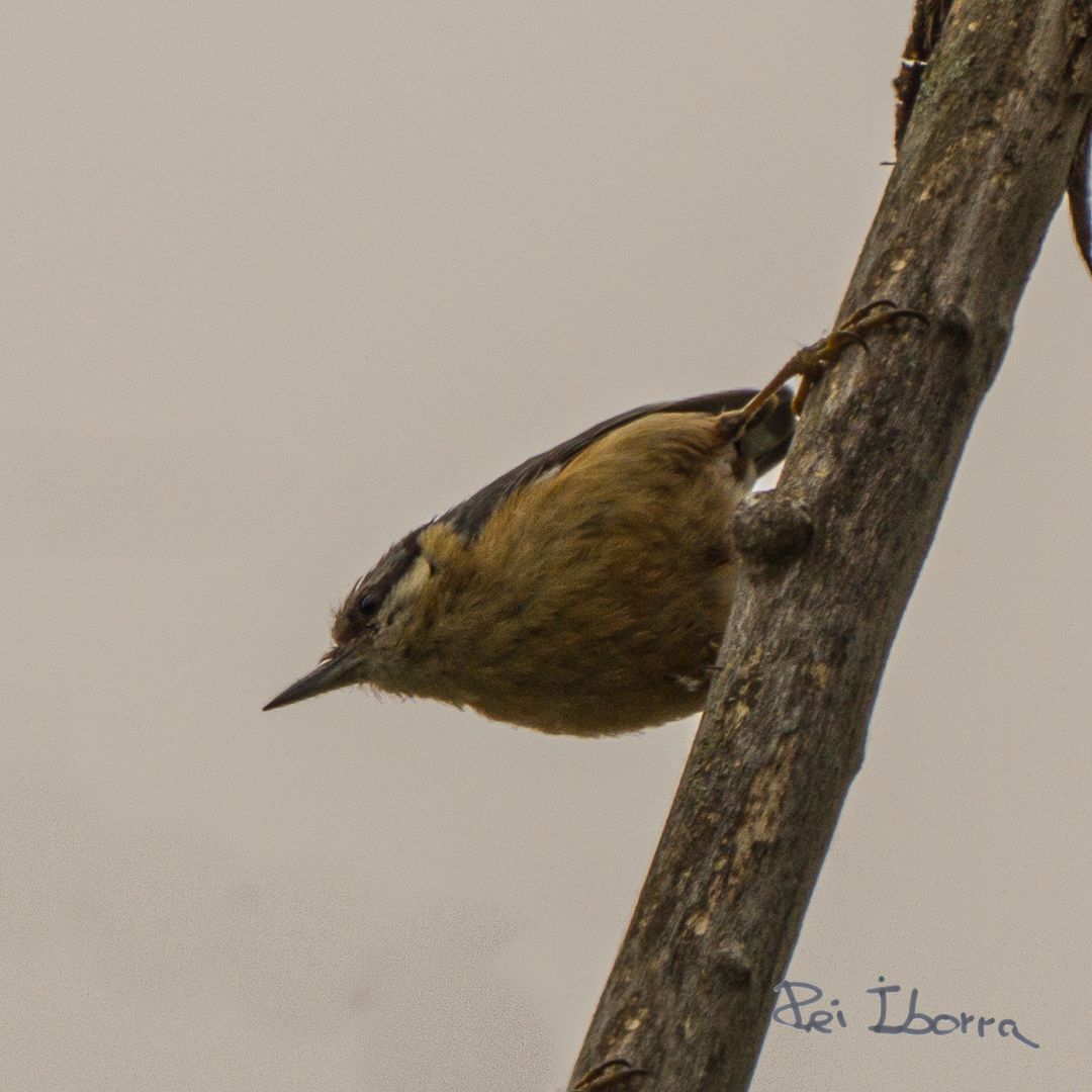 Pica soques (Sitta europaea)