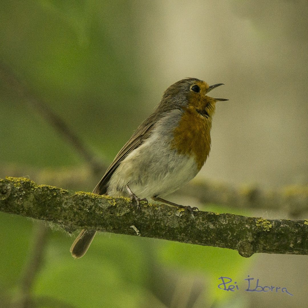 Pit Roig (Erithacus rubecula) 