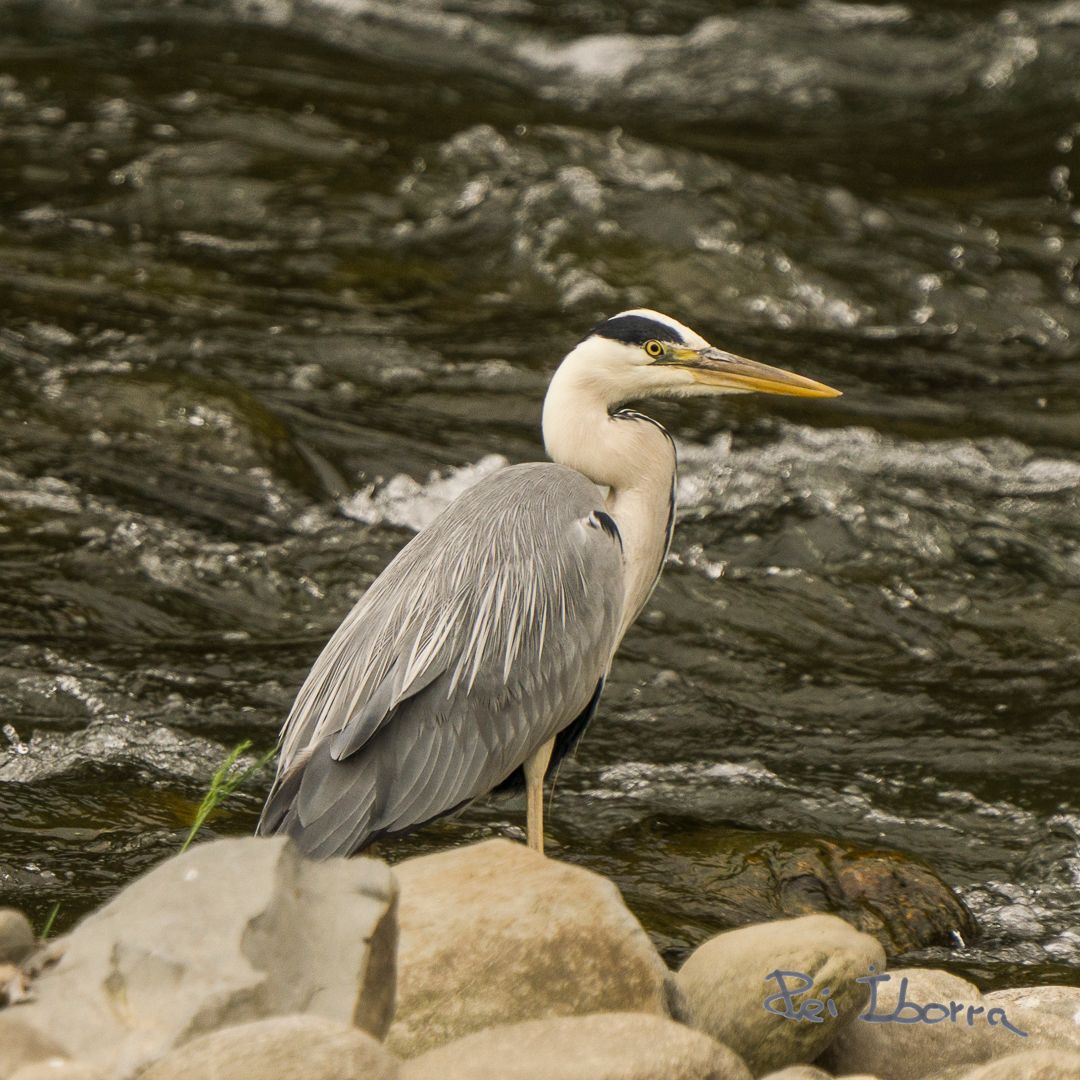 Bernat pescaire (Ardea cinerea)