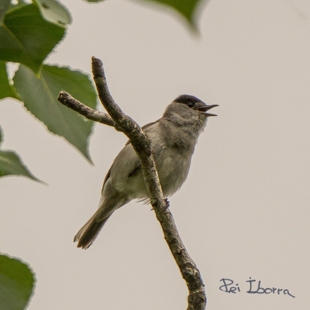 Tallarol de casquet (Sylvia atricapilla)