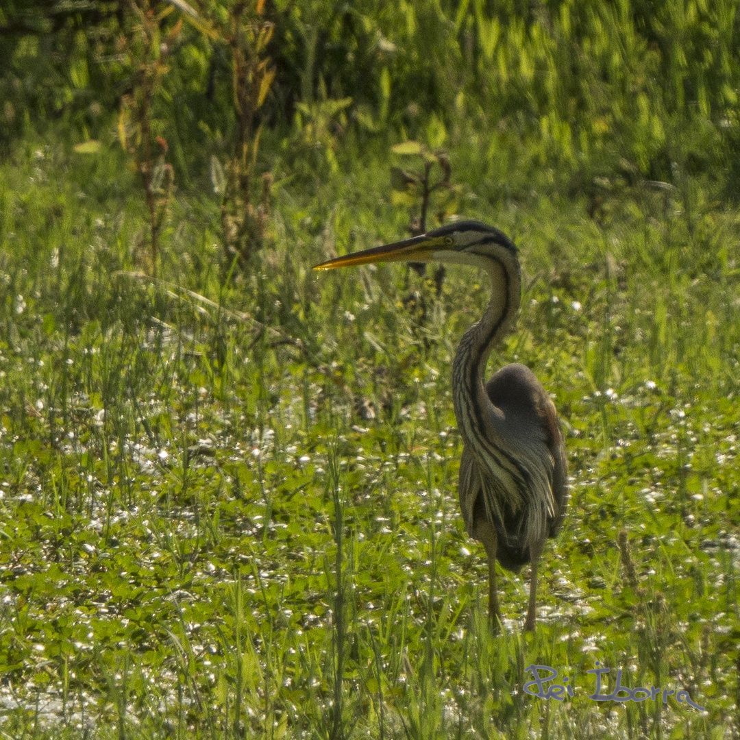 Agró Roig (Ardea purpurea)