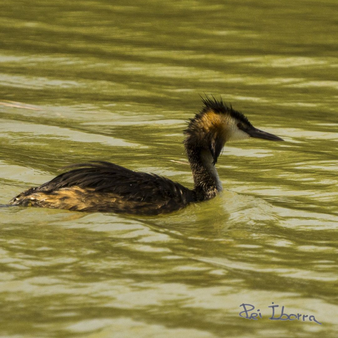 Cabusset emplomallat (Podiceps cristatus)