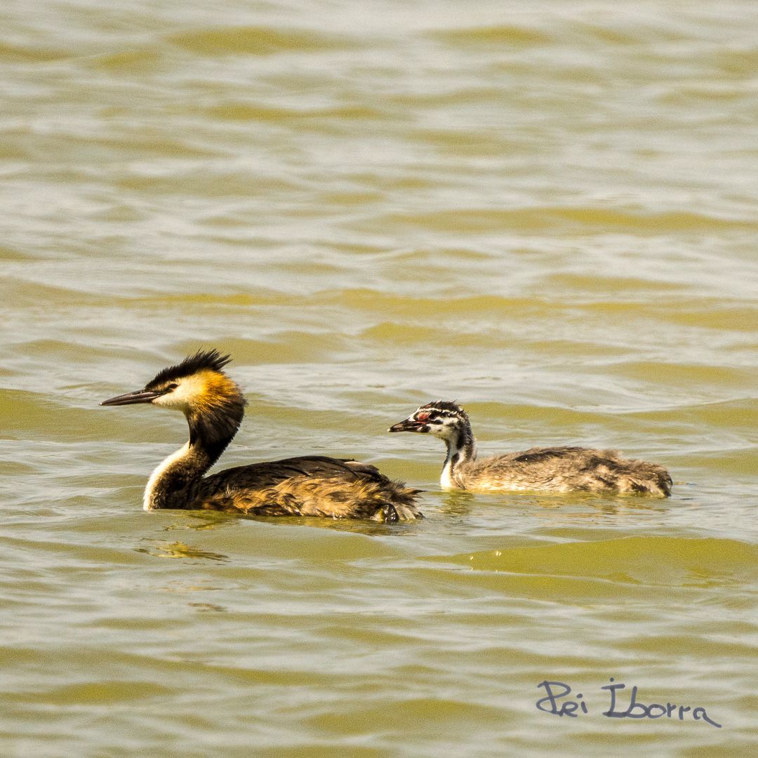 Cabusset emplomallat (Podiceps cristatus)