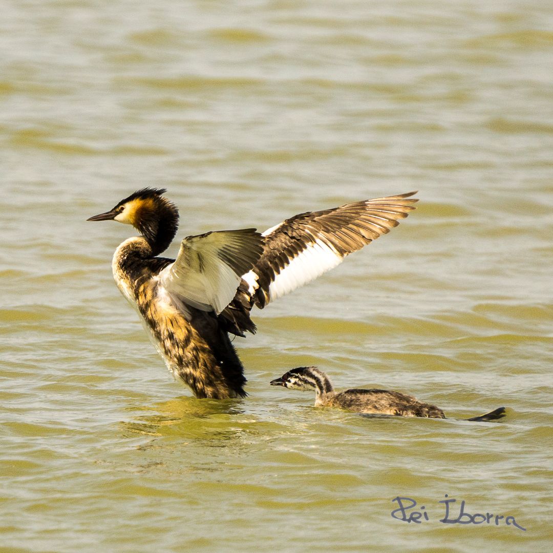 Cabusset emplomallat (Podiceps cristatus)