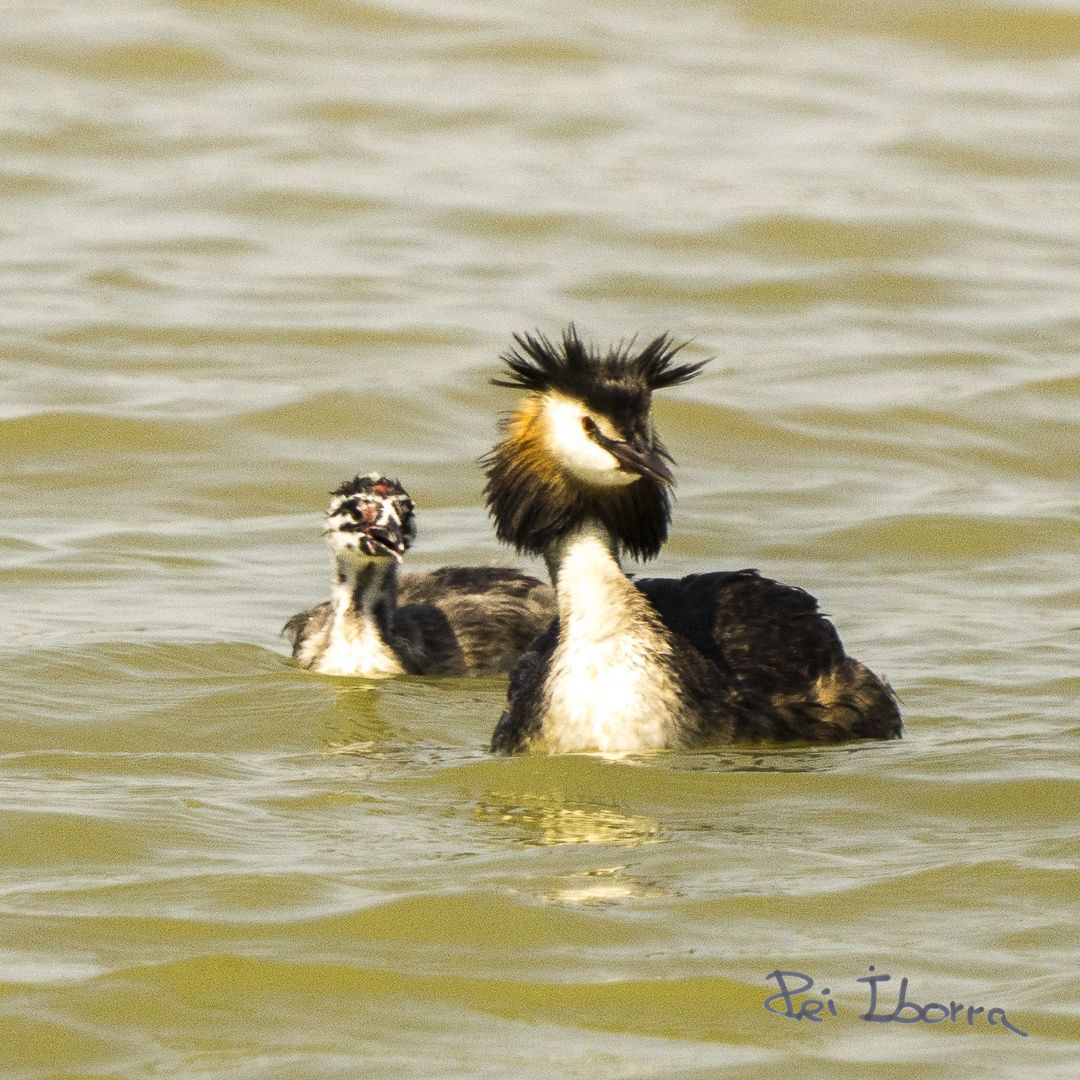 Cabusset emplomallat (Podiceps cristatus)