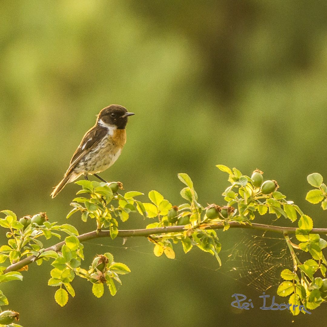 Bitxac (Saxicola rubicola)