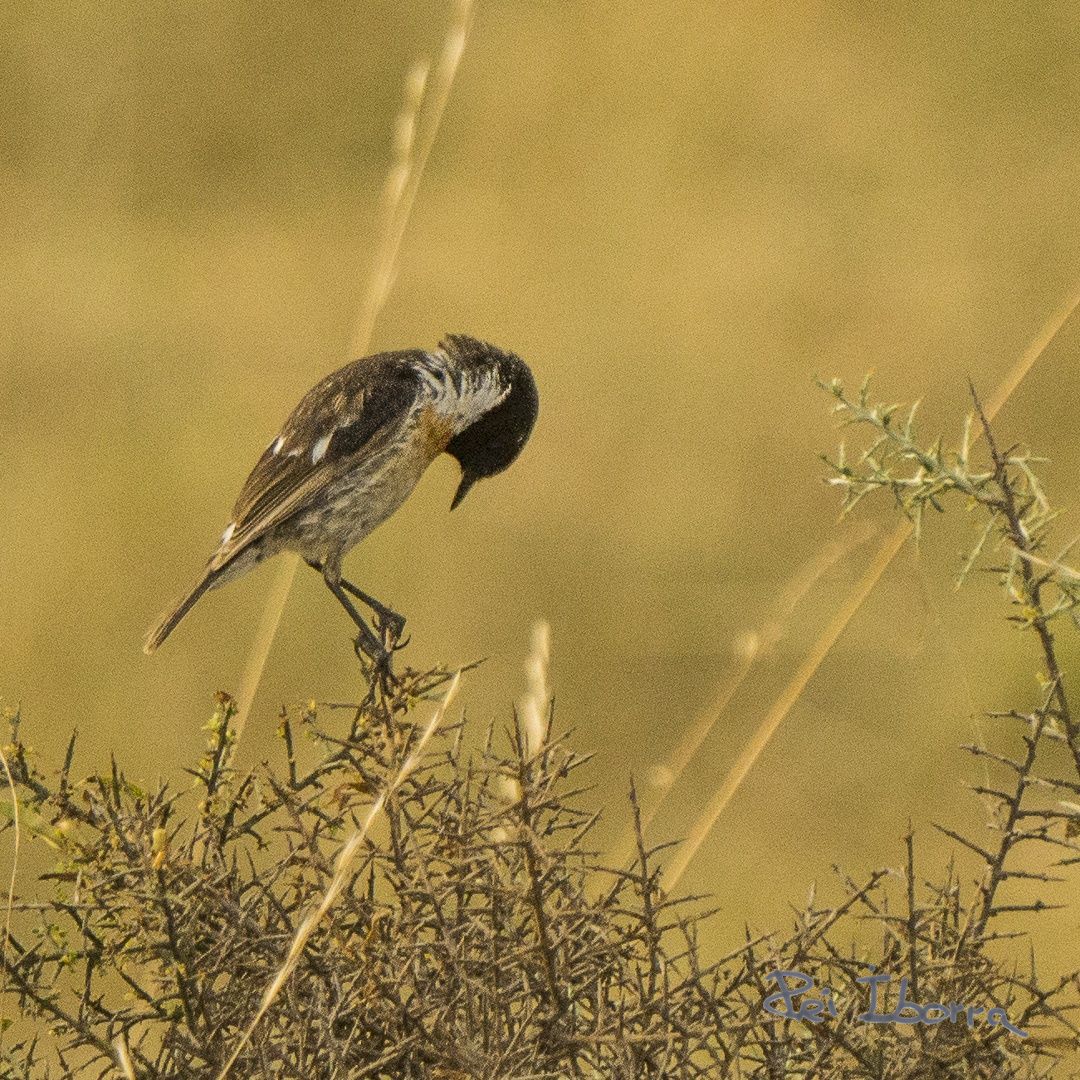 Bitxac (Saxicola rubicola)