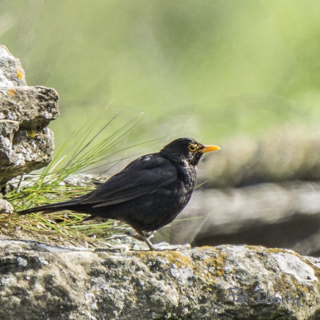 Merla (Turdus merula)