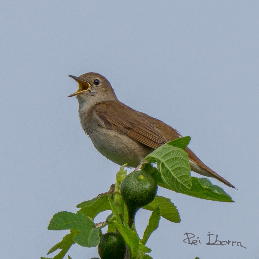 Rossinyol (Luscinia megarhynchos)