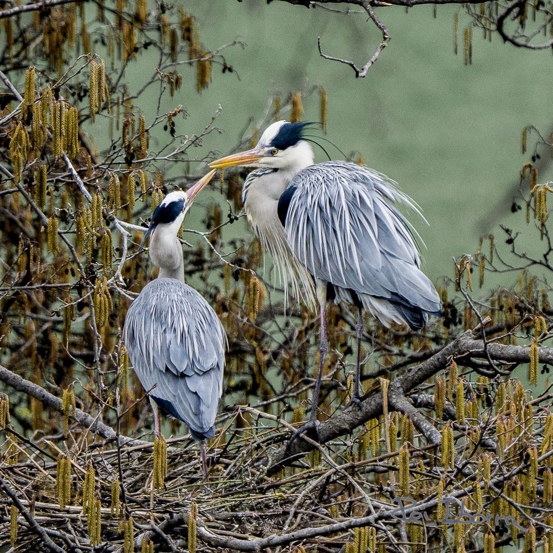 Bernat pescaire (Ardea cinerea)