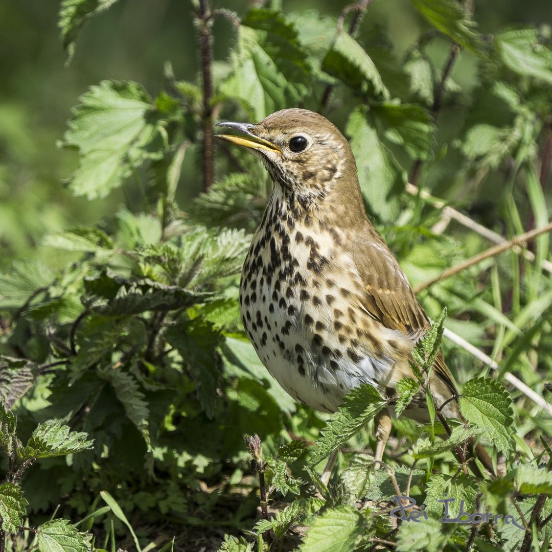 Tord (Turdus philomelos)