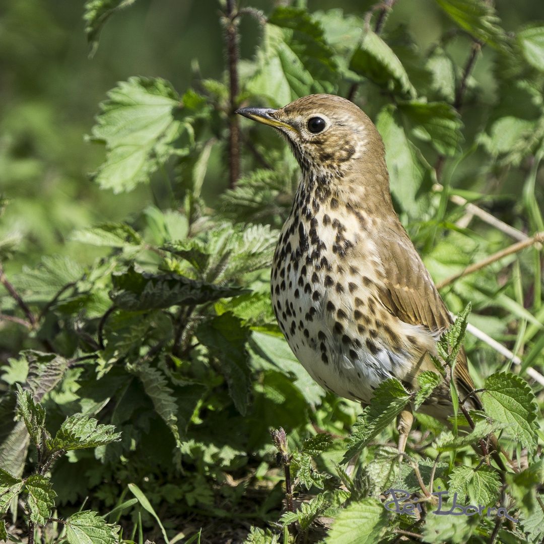 Tord (Turdus philomelos)