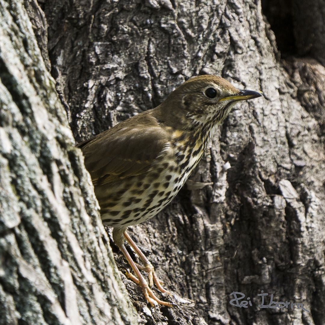 Tord (Turdus philomelos)