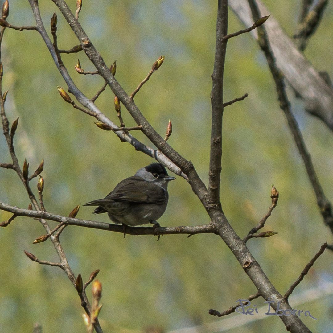 Tallarol de casquet (Sylvia atricapilla)