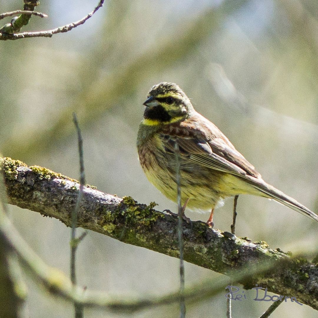 Gratapalles (Emberiza cirlus)