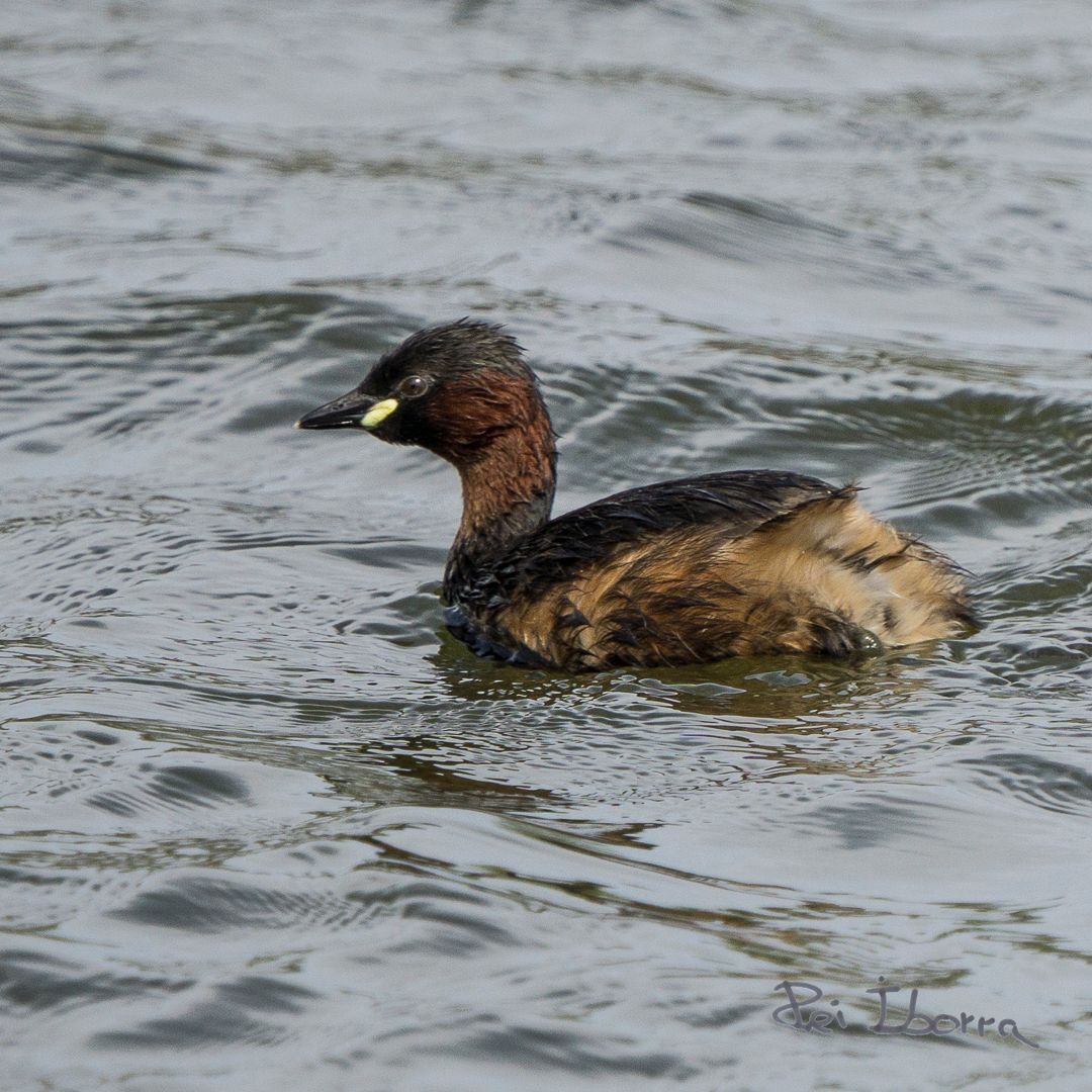 Cabusset (Tachybaptus ruficollis)