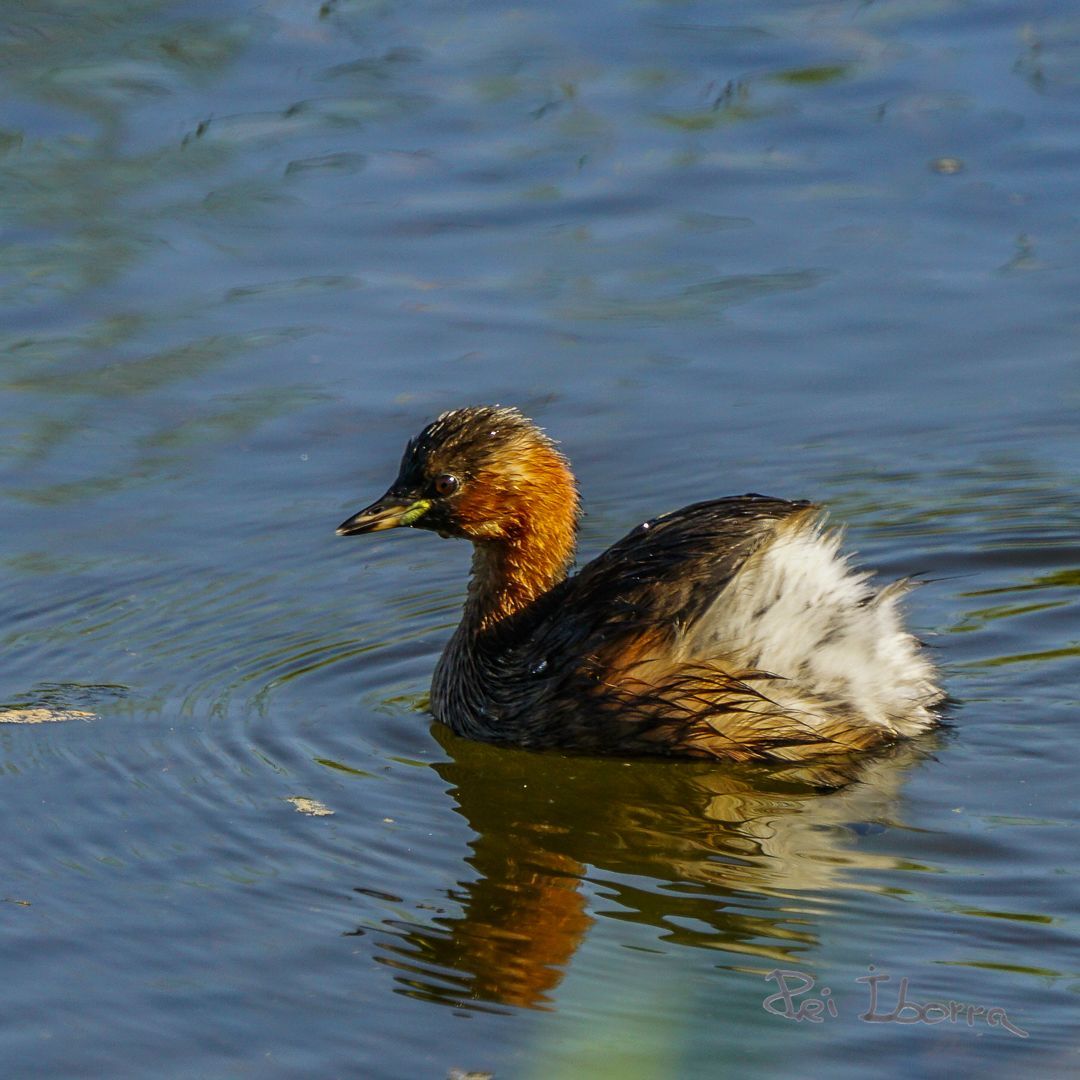 Cabusset (Tachybaptus ruficollis)