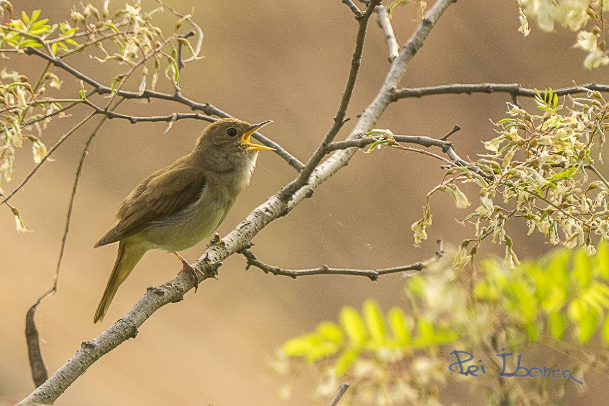 Rossinyol (Luscinia megarhynchos)