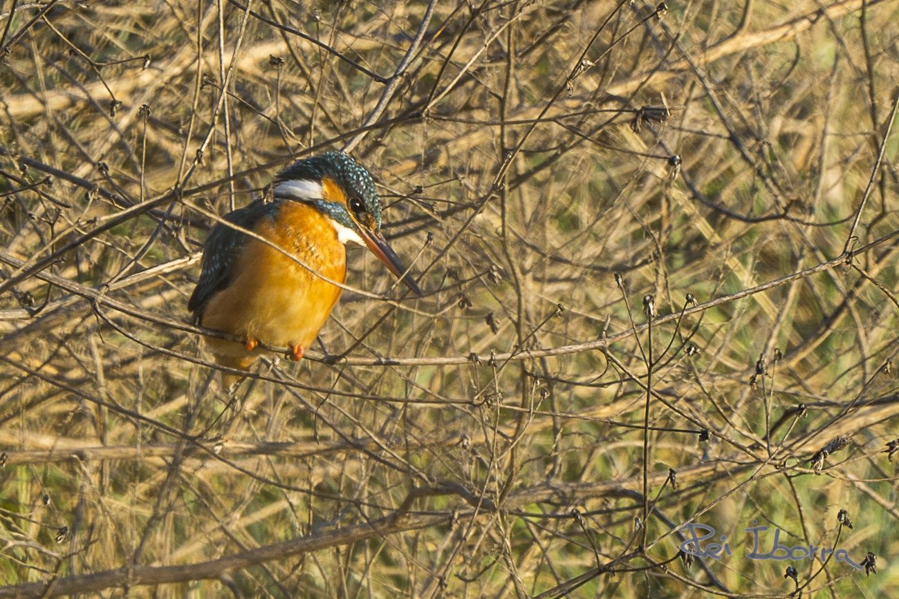 Blauet (Alcedo attis)