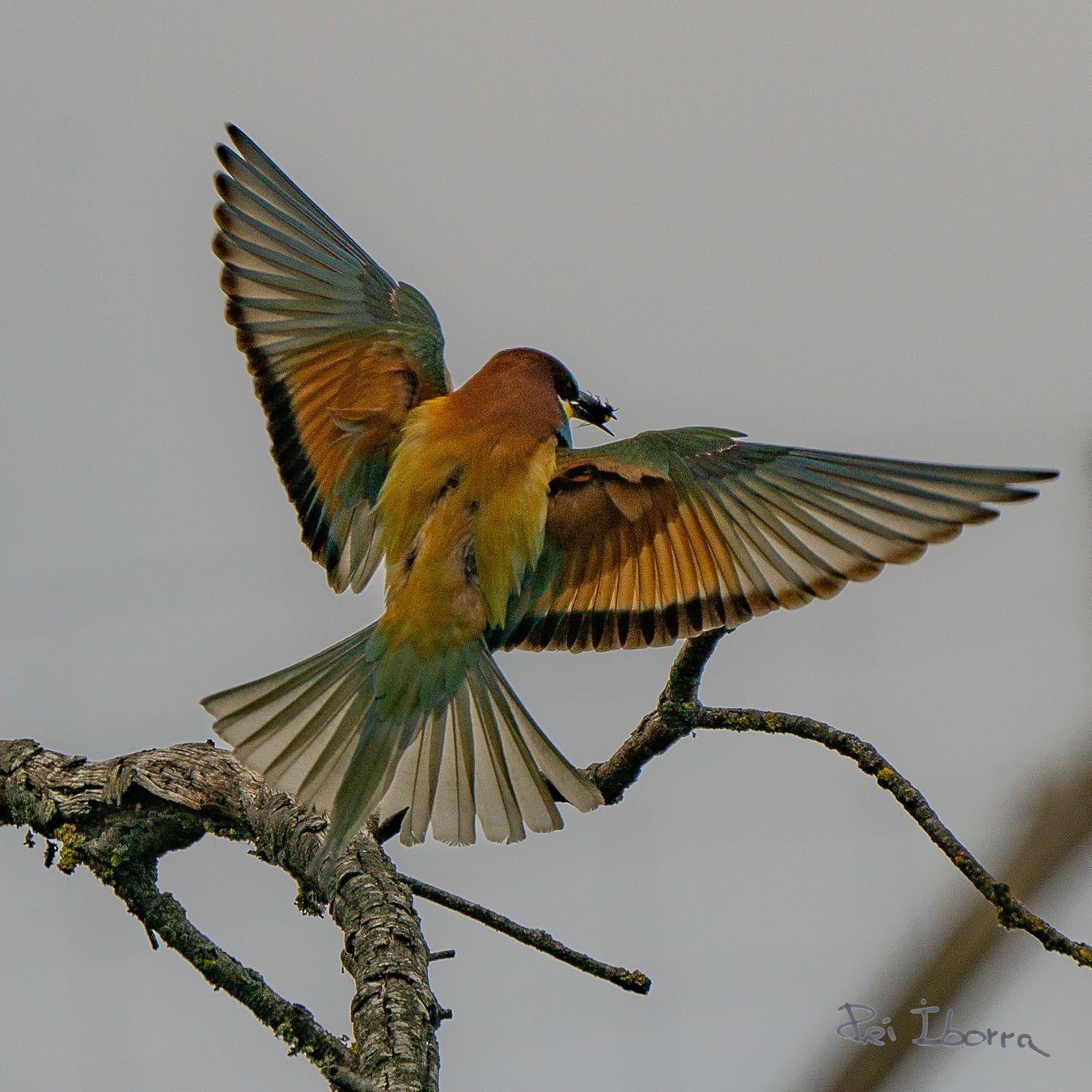 Abellerol (Merops apiaster)