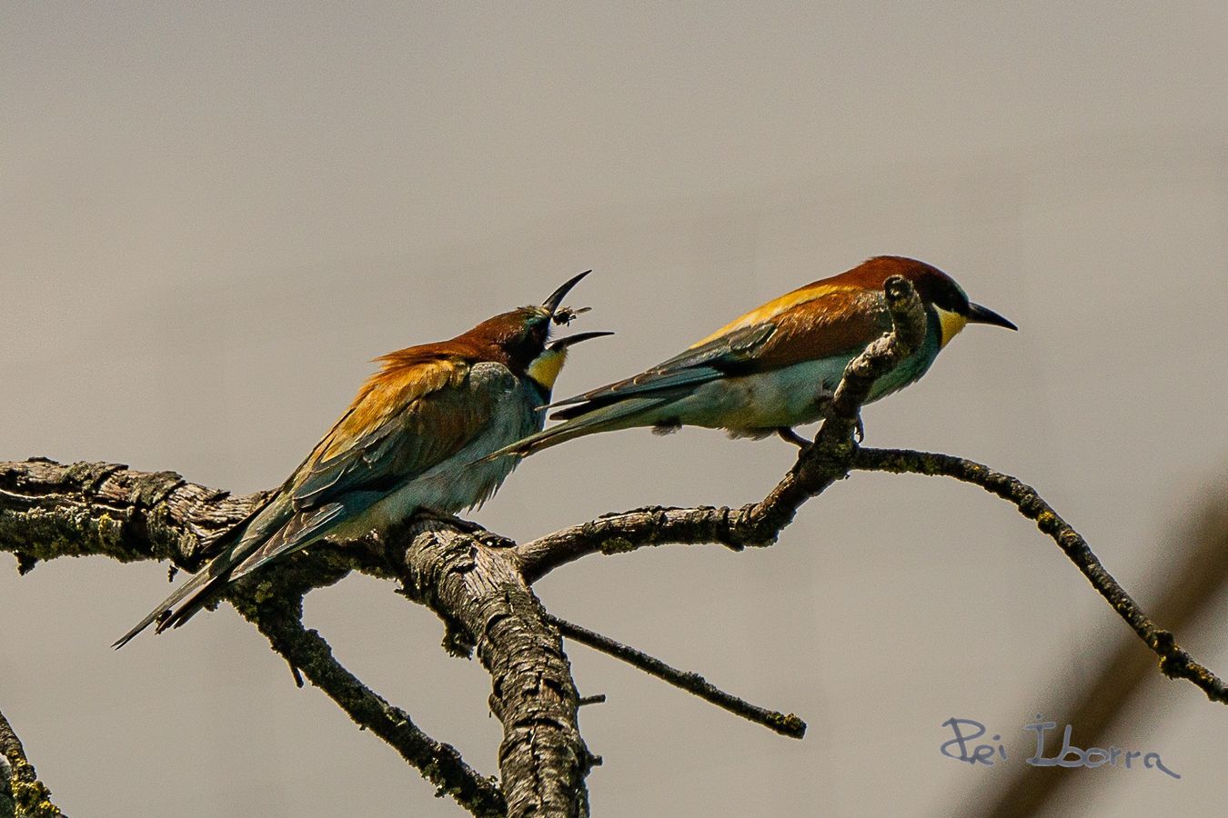 Abellerol (Merops apiaster)