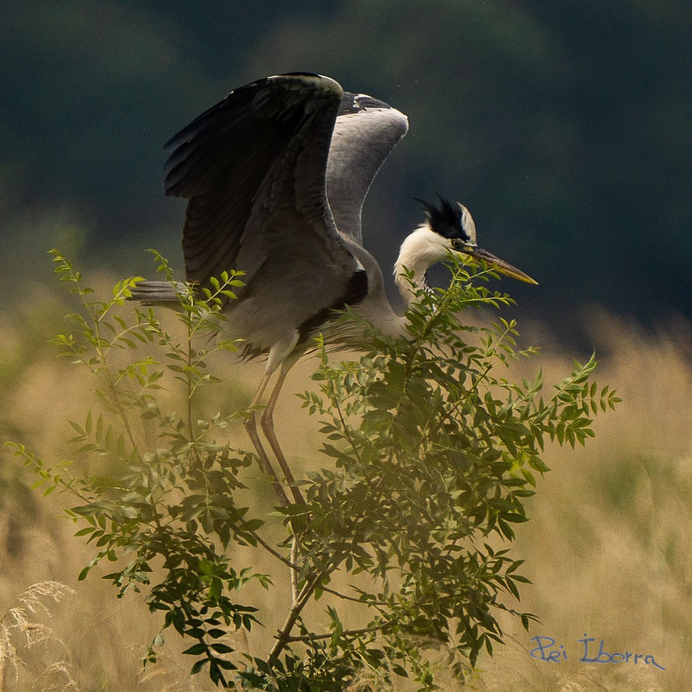 Bernat pescaire (Ardea cinerea)