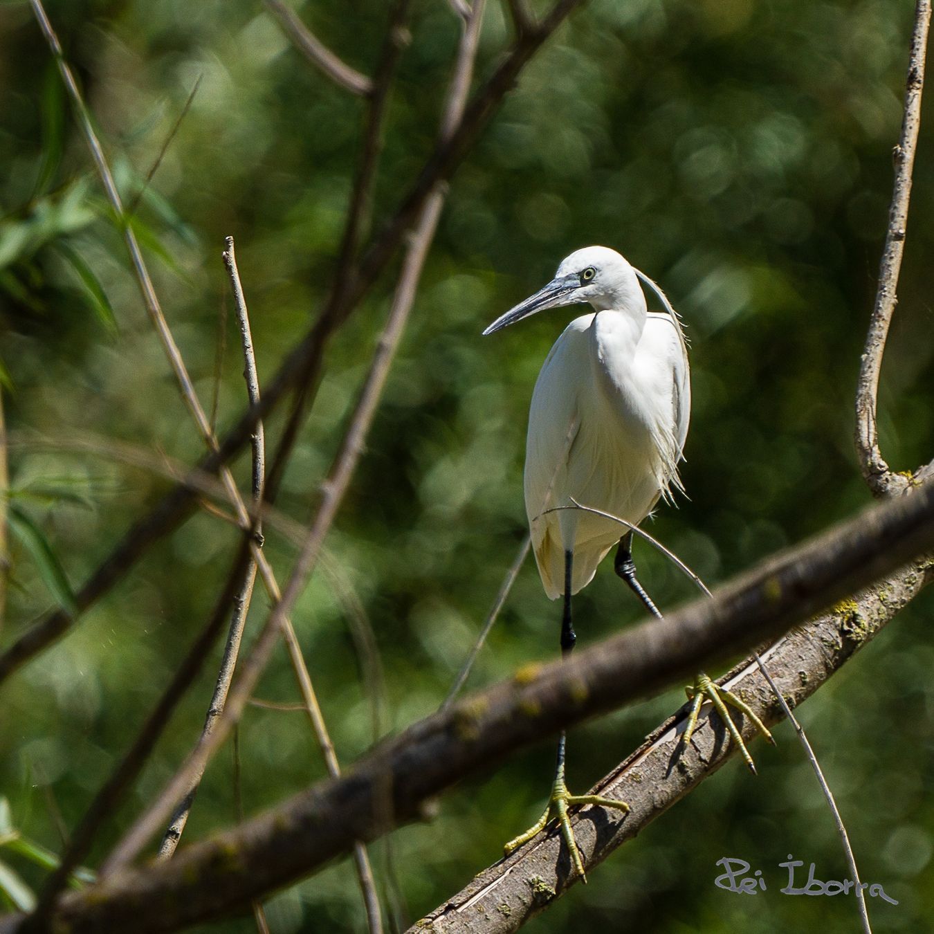 Martinet blant (Egretta garzetta)