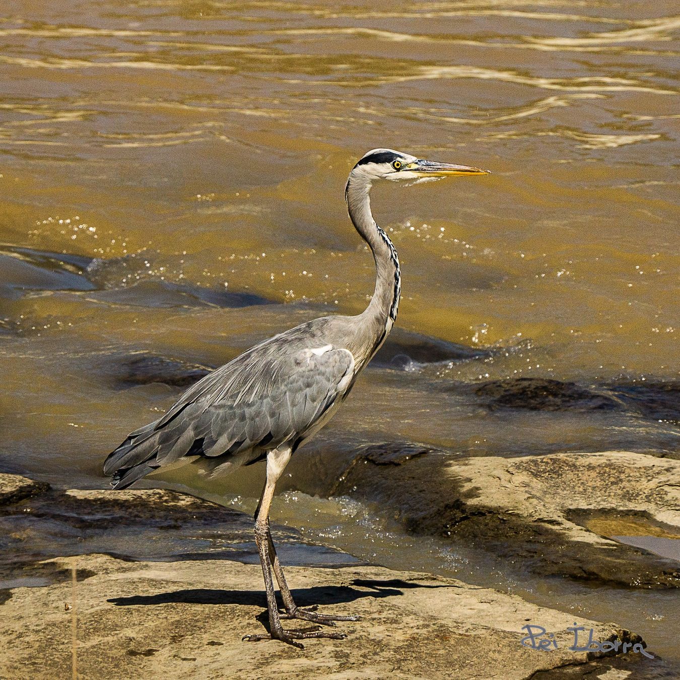 Bernat pescaire (Ardea cinerea)