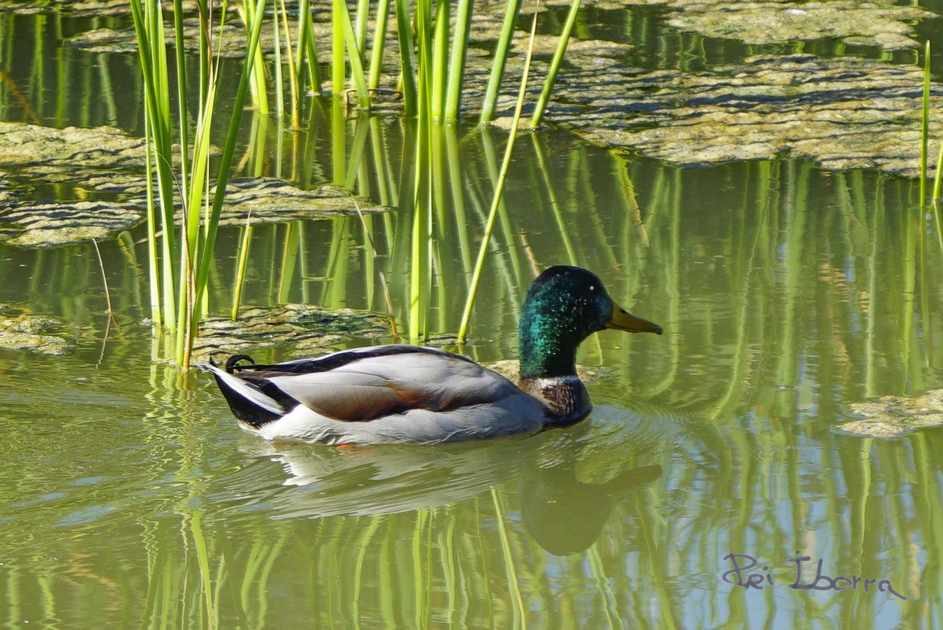 Ànec Collverd (Anas platyrhynchos)