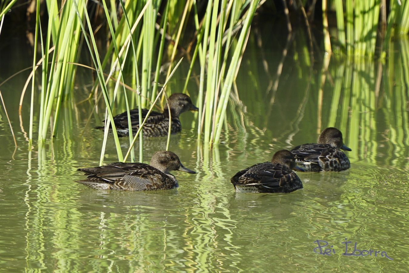 Ànec Collverd (Anas platyrhynchos)