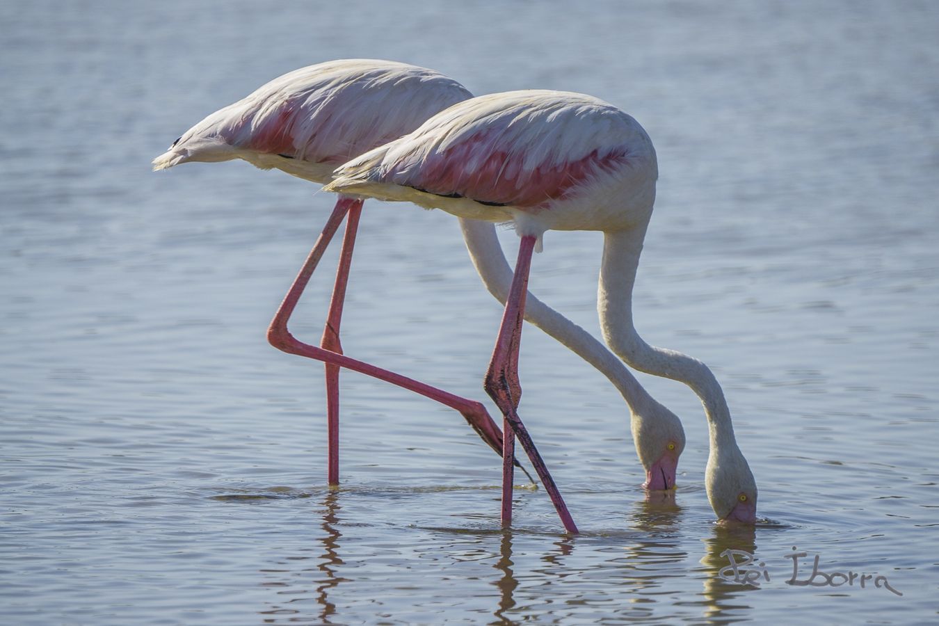 Flamenc (Phoenicopterus roseus)