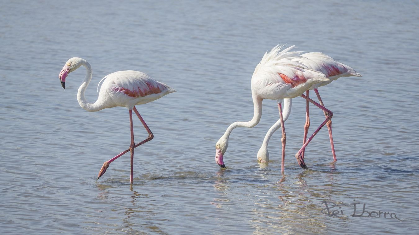 Flamenc (Phoenicopterus roseus)