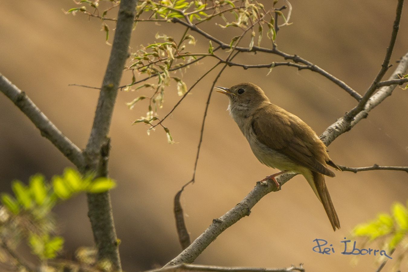 Rossinyol (Luscinia megarhynchos)