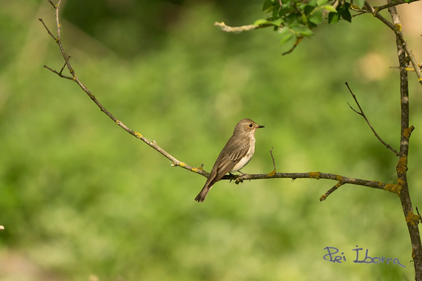 Papamosques gris (Muscicapa striata)