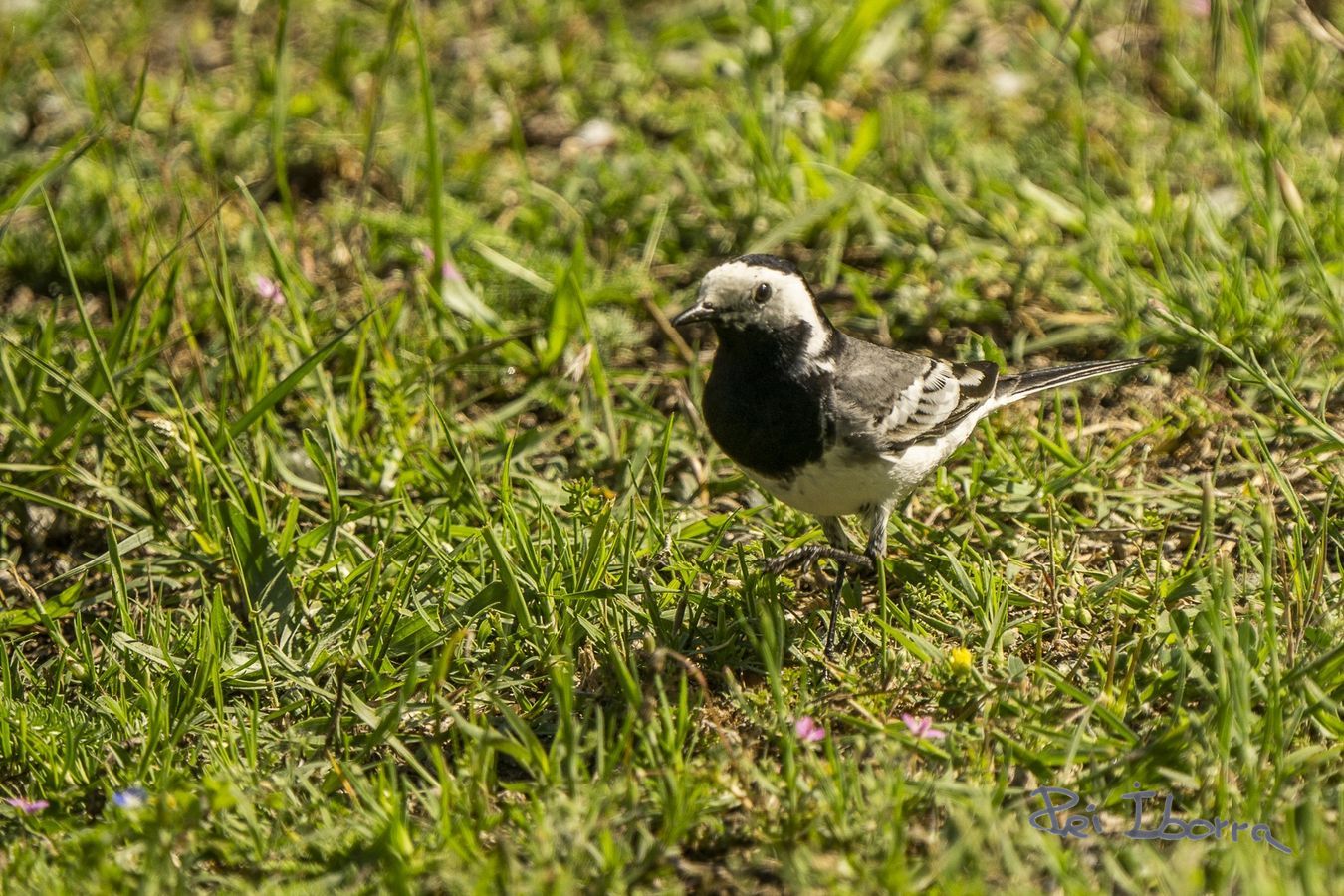 Cuereta blanca (Motacilla alba)