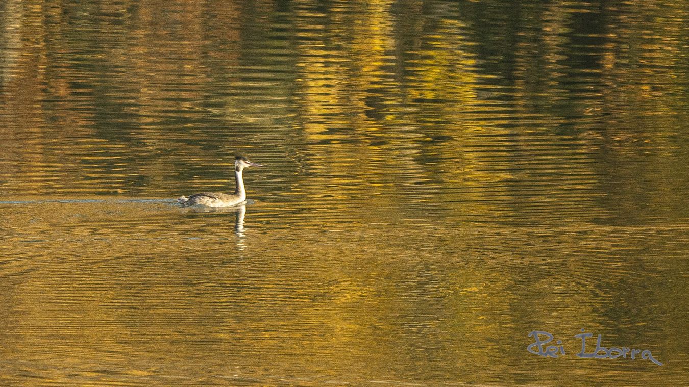 Cabusset emplomallat (Podiceps cristatus)