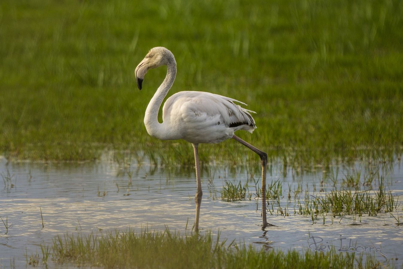 Flamenc (Phoenicopterus roseus)