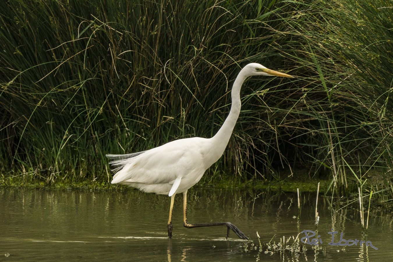 Agró blanc (Ardea alba)